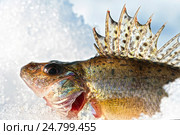 Пресноводная рыба ёрш обыкновенный ( lat. Gymnocephalus cernuus ). Рыба на снегу крупным планом. Стоковое фото, фотограф Евгений Мухортов / Фотобанк Лори