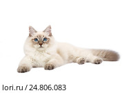 Котенок лежит на белом фоне. Стоковое фото, фотограф Наталья Ляйс / Фотобанк Лори