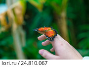 Бабочка Red Lacewing (Cethosia biblis) Стоковое фото, фотограф Ростислав Агеев / Фотобанк Лори
