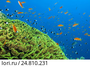 Антиасы лирохвостые (Pseudanthias squamipinnis) и  Хромисы двухцветные(Chromis dimidiata) в Красном море. Стоковое фото, фотограф Некрасов Андрей / Фотобанк Лори