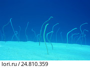 Группа угрей на дне Красного моря. Стоковое фото, фотограф Некрасов Андрей / Фотобанк Лори