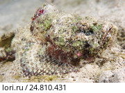 Тропическая рыба (Scorpaenopsis diabolus) Красное море, Шарм-эль-Шейх, Синайский полуостров, Египет. Стоковое фото, фотограф Некрасов Андрей / Фотобанк Лори