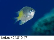 Тропическая рыбка (Amblyglyphidodon flavilatus) на фоне синей воды вблизи коралловых рифов, Красное море, Шарм-эль-Шейх, Синайский полуостров, Египет. Стоковое фото, фотограф Некрасов Андрей / Фотобанк Лори