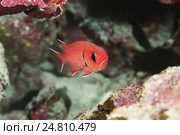 Рыба-солдат (Myripristis murdjan) Стоковое фото, фотограф Некрасов Андрей / Фотобанк Лори