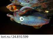 Каракатицевидный кальмар (Sepioteuthis lessoniana) Стоковое фото, фотограф Некрасов Андрей / Фотобанк Лори
