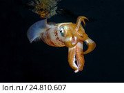 Кальмар (Sepioteuthis lessoniana) Стоковое фото, фотограф Некрасов Андрей / Фотобанк Лори