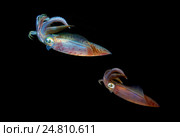 Кальмар (Sepioteuthis lessoniana) Стоковое фото, фотограф Некрасов Андрей / Фотобанк Лори