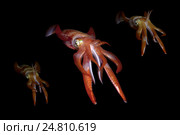 Кальмар (Sepioteuthis lessoniana) Стоковое фото, фотограф Некрасов Андрей / Фотобанк Лори