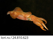 Кальмар (Sepioteuthis lessoniana) Стоковое фото, фотограф Некрасов Андрей / Фотобанк Лори