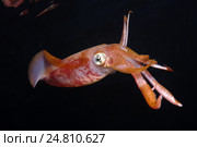 Кальмар (Sepioteuthis lessoniana) Стоковое фото, фотограф Некрасов Андрей / Фотобанк Лори