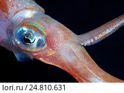 Кальмар (Sepioteuthis lessoniana) Стоковое фото, фотограф Некрасов Андрей / Фотобанк Лори