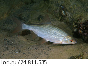 Красноперка (Scardinius erythrophthalmus) Стоковое фото, фотограф Некрасов Андрей / Фотобанк Лори