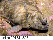 Лимон sole (Microstomus КИТТ), Арктика, Россия, Баренцево море. Стоковое фото, фотограф Некрасов Андрей / Фотобанк Лори