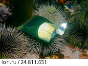 Пластиковый пакет на морских ежах в море (2009 год). Редакционное фото, фотограф Некрасов Андрей / Фотобанк Лори