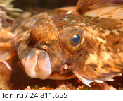 Лимон sole (Microstomus КИТТ) Арктика, Россия, Баренцево море. Стоковое фото, фотограф Некрасов Андрей / Фотобанк Лори