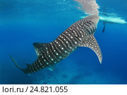Китовая акула (Rhincodon typus) Стоковое фото, фотограф Некрасов Андрей / Фотобанк Лори
