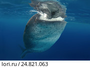 Китовая акула (Rhincodon typus) Стоковое фото, фотограф Некрасов Андрей / Фотобанк Лори