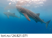 Китовая акула (Rhincodon typus) Стоковое фото, фотограф Некрасов Андрей / Фотобанк Лори