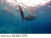 Китовая акула (Rhincodon typus) Стоковое фото, фотограф Некрасов Андрей / Фотобанк Лори