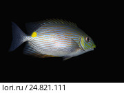 Рыба-император (Lethrinus harak),Индийский океан, Хиккадува, Шри-Ланка, Южная Азия. Стоковое фото, фотограф Некрасов Андрей / Фотобанк Лори