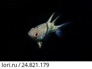 Пятнистая сферамия (Sphaeramia orbicularis), Южно-Китайское море, Малайзия. Стоковое фото, фотограф Некрасов Андрей / Фотобанк Лори