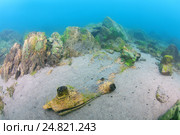Затопленная дерево, озеро Байкал, Сибирь, Россия. Стоковое фото, фотограф Некрасов Андрей / Фотобанк Лори