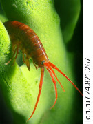Рак Gammarid (Eulimnogammarus violaceus) Стоковое фото, фотограф Некрасов Андрей / Фотобанк Лори