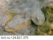 Большеголовая широколобка (Batrachocottus baicalensis). Озеро Байкал. Стоковое фото, фотограф Некрасов Андрей / Фотобанк Лори