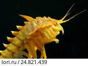 Гаммарус (Eulimnogammarus Тритон), озеро Байкал. Стоковое фото, фотограф Некрасов Андрей / Фотобанк Лори