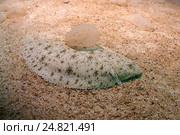 Европейская камбала  (Platichthys flesus), Черное море (2011 год). Стоковое фото, фотограф Некрасов Андрей / Фотобанк Лори