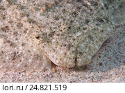 Палтус (Psetta maetica, Scophthalmus maeoticus), Черное море, Крым, Восточная Европа. Стоковое фото, фотограф Некрасов Андрей / Фотобанк Лори