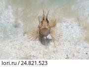 Морская собачка (Parablennius tentacularis), Черное море, Крым (2013 год). Стоковое фото, фотограф Некрасов Андрей / Фотобанк Лори