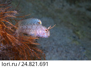 Морская собачка (Parablennius tentacularis) Черное море (2013 год). Стоковое фото, фотограф Некрасов Андрей / Фотобанк Лори