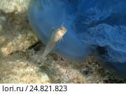 Длиннощупальцевая собачка (Parablennius tentacularis) (2013 год). Стоковое фото, фотограф Некрасов Андрей / Фотобанк Лори