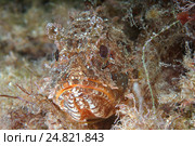 Скорпена (Scorpaena porcus) Стоковое фото, фотограф Некрасов Андрей / Фотобанк Лори