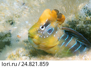 Морская собачка (Salaria pavo) (2013 год). Стоковое фото, фотограф Некрасов Андрей / Фотобанк Лори