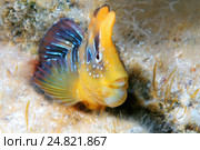 Морская собачка (Salaria pavo) (2013 год). Стоковое фото, фотограф Некрасов Андрей / Фотобанк Лори