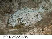 Черноморский калкан (Psetta maetica, Scophthalmus maeoticus) Стоковое фото, фотограф Некрасов Андрей / Фотобанк Лори