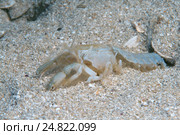Морской крот (Upogebia pusilla) Стоковое фото, фотограф Некрасов Андрей / Фотобанк Лори