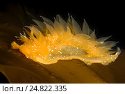 Голожаберный моллюск  ( Dirona pellucida ) Стоковое фото, фотограф Некрасов Андрей / Фотобанк Лори