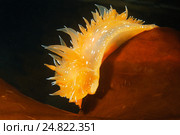 Голожаберный моллюск (Dirona pellucida) Стоковое фото, фотограф Некрасов Андрей / Фотобанк Лори