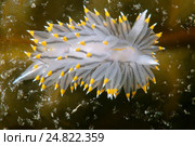 Голожаберный моллюск (Janolus fuscus ) Стоковое фото, фотограф Некрасов Андрей / Фотобанк Лори
