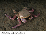 Краб самурай (Paradorippe granulata) Стоковое фото, фотограф Некрасов Андрей / Фотобанк Лори