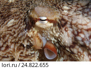 Гигантский тихоокеанский осьминог (Enteroctopus dofleini)  , Японское море, Приморский край. Стоковое фото, фотограф Некрасов Андрей / Фотобанк Лори