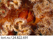 Холодноводная актиния (metridium senile) Стоковое фото, фотограф Некрасов Андрей / Фотобанк Лори