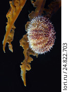Зеленый морской еж  (Strongylocentrotus droebachiensis) Стоковое фото, фотограф Некрасов Андрей / Фотобанк Лори