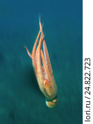 Гигантский тихоокеанский осьминог  (Enteroctopus dofleini), Японское море. Стоковое фото, фотограф Некрасов Андрей / Фотобанк Лори