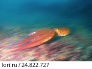 Гигантский тихоокеанский осьминог  (Enteroctopus dofleini), Японское море. Стоковое фото, фотограф Некрасов Андрей / Фотобанк Лори