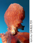Гигантский тихоокеанский осьминог  (Enteroctopus dofleini), Японское море. Стоковое фото, фотограф Некрасов Андрей / Фотобанк Лори
