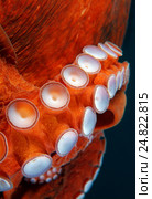 Присоски на щупальцах осьминога (Enteroctopus dofleini) Стоковое фото, фотограф Некрасов Андрей / Фотобанк Лори